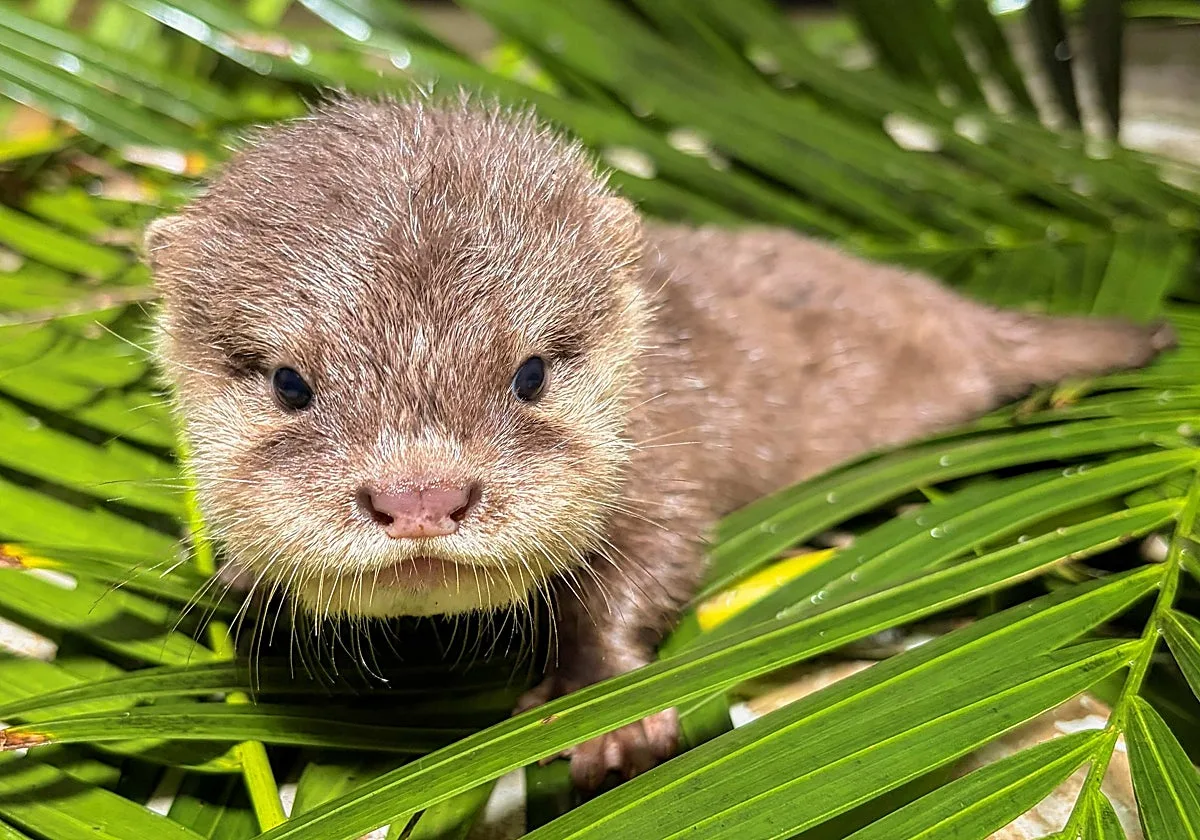 Cuatro crías de apenas 40 gramos devuelven la esperanza a la nutria asiática en Tenerife