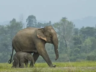 Seule sa trompe sortait de l’eau : des pêcheurs indiens sauvent un éléphanteau de la noyade