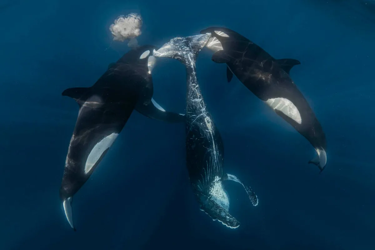 This Orca Hunt Left Behind a Brutal Scene—and the Photo Just Won an Award
