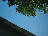 When my neighbour moved in, he planted trees. Ten years later they're more than three metres tall...: DEAN DUNHAM reveals precisely where YOU stand in this evergreen row - and what it means for your home insurance