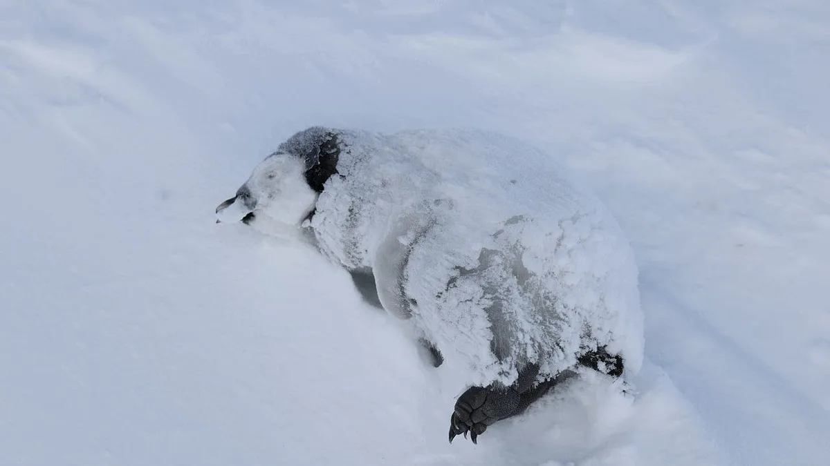 Kaiserpinguine: Wenn der Eisberg dazwischen kommt