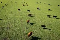 Auditoria sobre aves e mel do Brasil será debatida na UE nos próximos dias