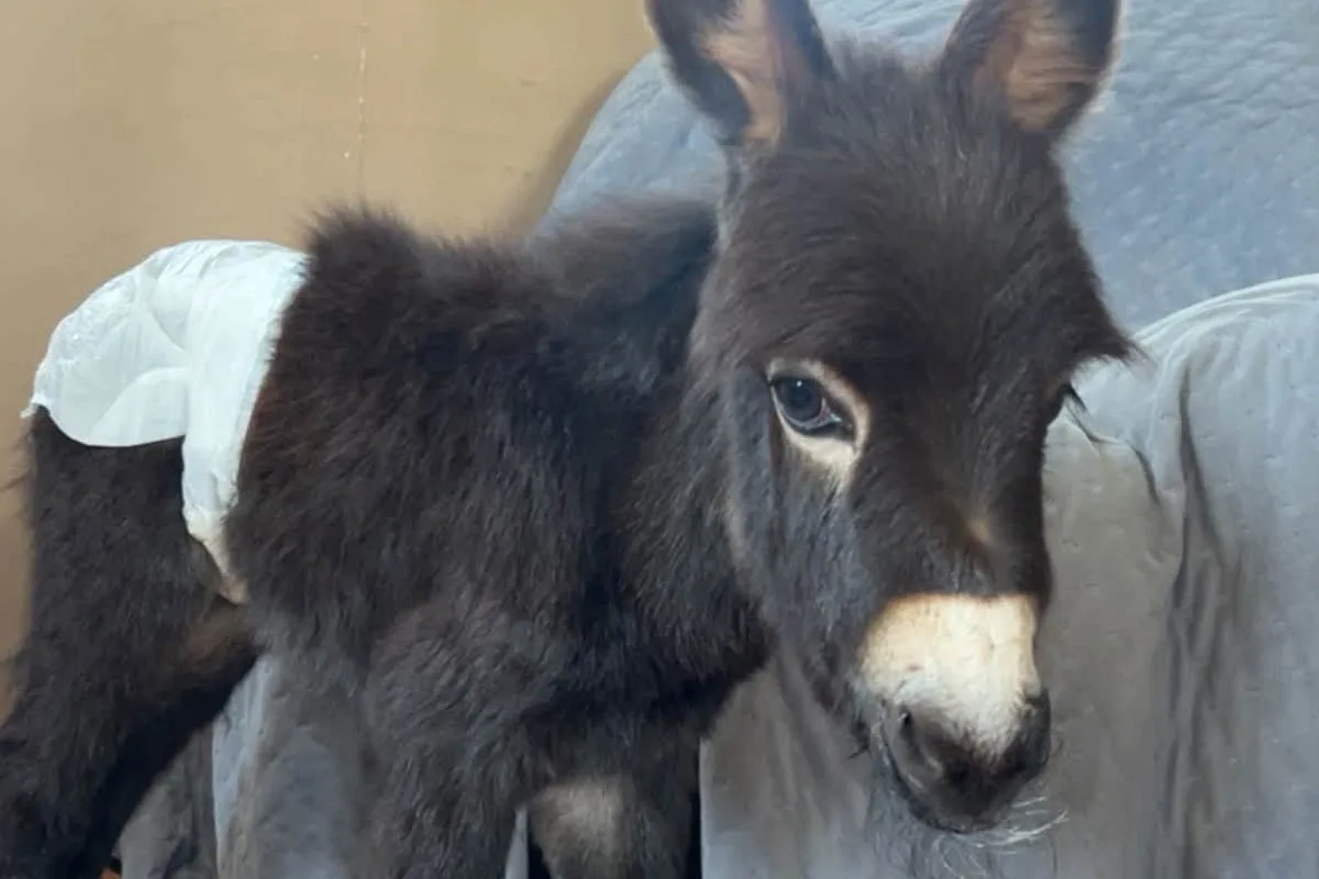 Owners demand answers after beloved family donkey is shot and killed by police