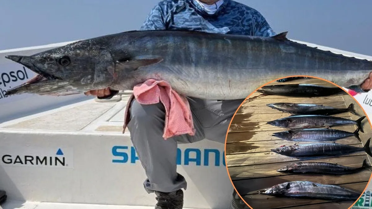 El pez de gran tamaño y aguas cálidas que reapareció frente a Lima: capturan ejemplares de wahoo a 34 millas