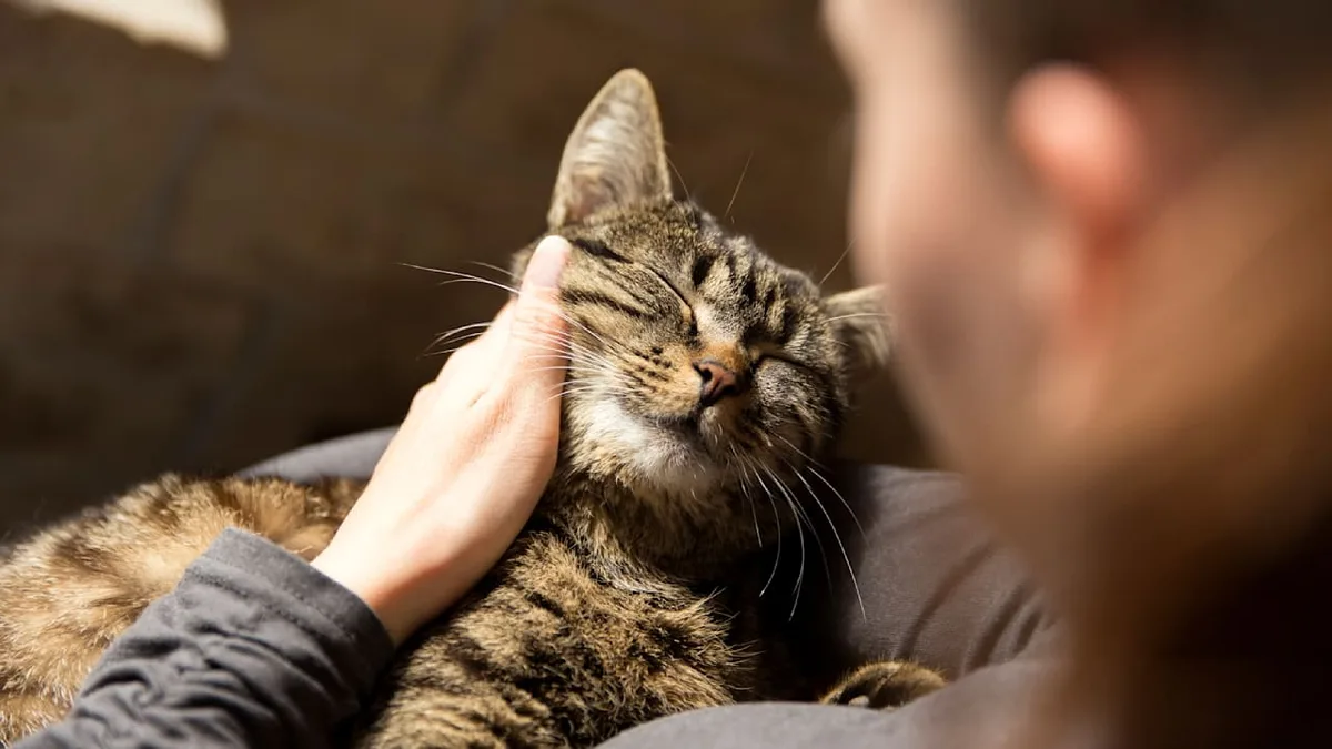 Herz und Seele - 10 Minuten Katze kuscheln – das passiert im Körper