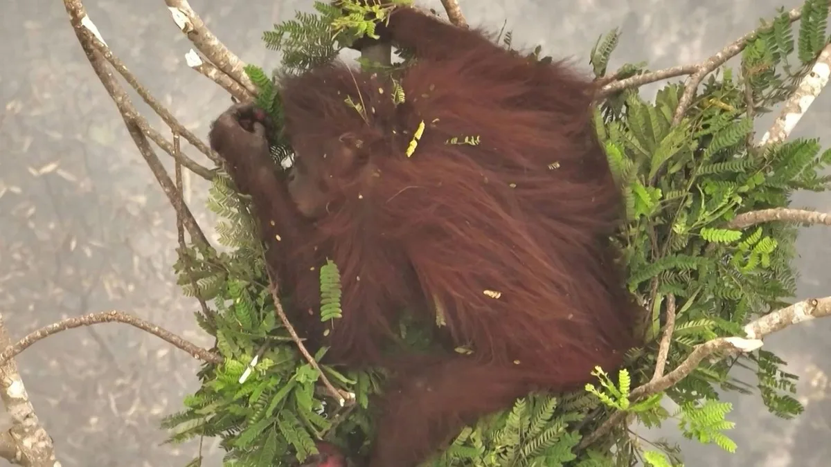 Brände auf Borneo: Orang-Utan flieht vor Feuer in Baumkrone – und harrt stundenlang aus
