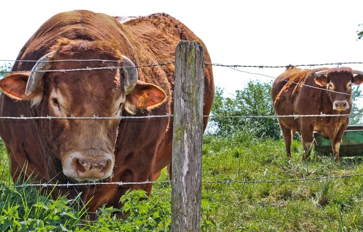 Bretagne : Un taureau « tombe du ciel » et atterrit dans leur jardin