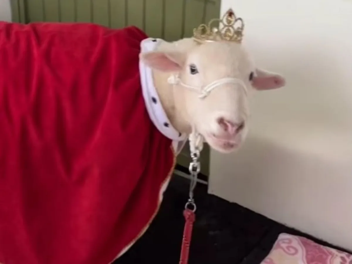 Morre Ovelha Chanel, fenômeno com mais de 720 mil seguidores que atuava com a pet terapia