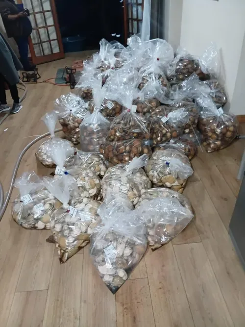 Three Arrested in Million-Rand Abalone Bust Near Bathurst