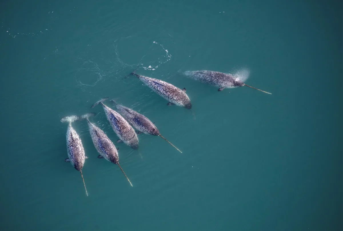 Como cresce a longa presa em espiral do ‘unicórnio do mar’, o narval