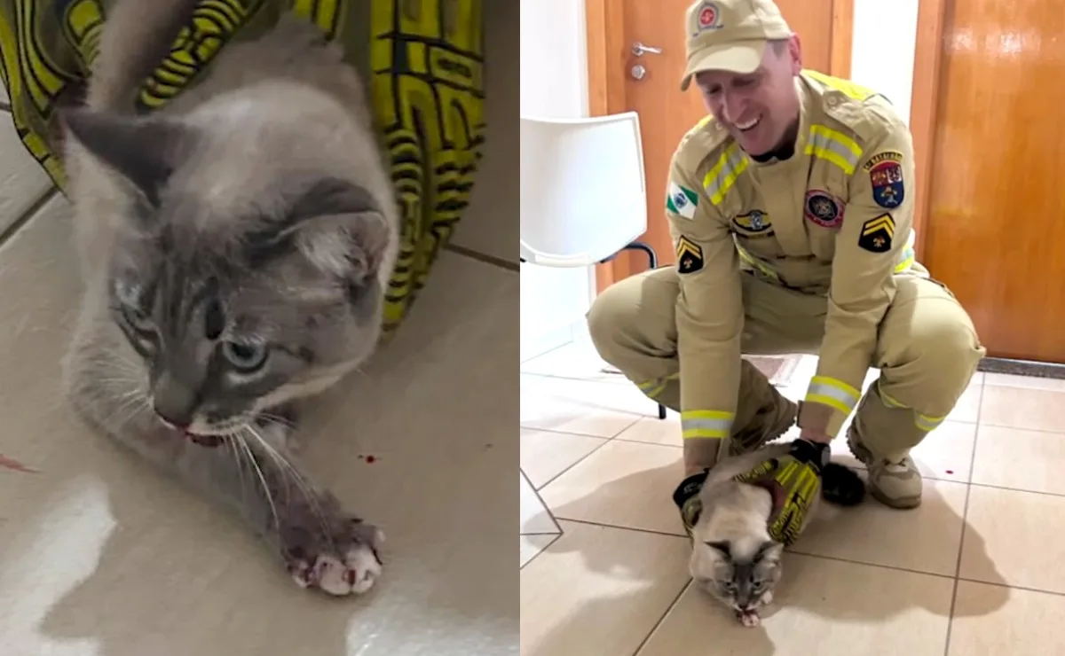 Resgate inusitado: gato cai em duto de ventilação de prédio, fica preso e é salvo por bombeiros