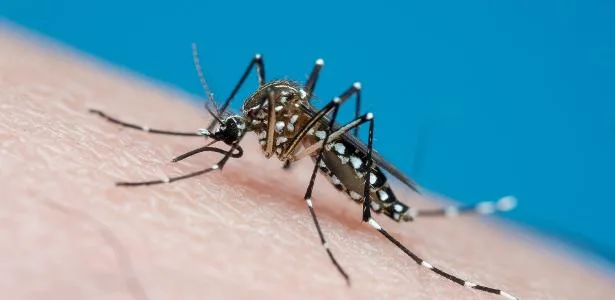 Idosa morre de dengue em segundo maior surto da doença na Flórida, nos EUA