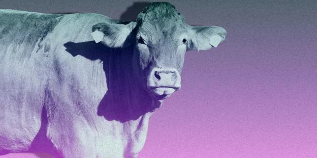 Mickaël Labbé, philosophe : « L’éloignement des abattoirs prépare notre ignorance des conditions de vie des animaux »