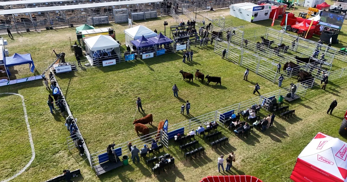 Ya están los primeros ganadores en lotes de Angus Primavera