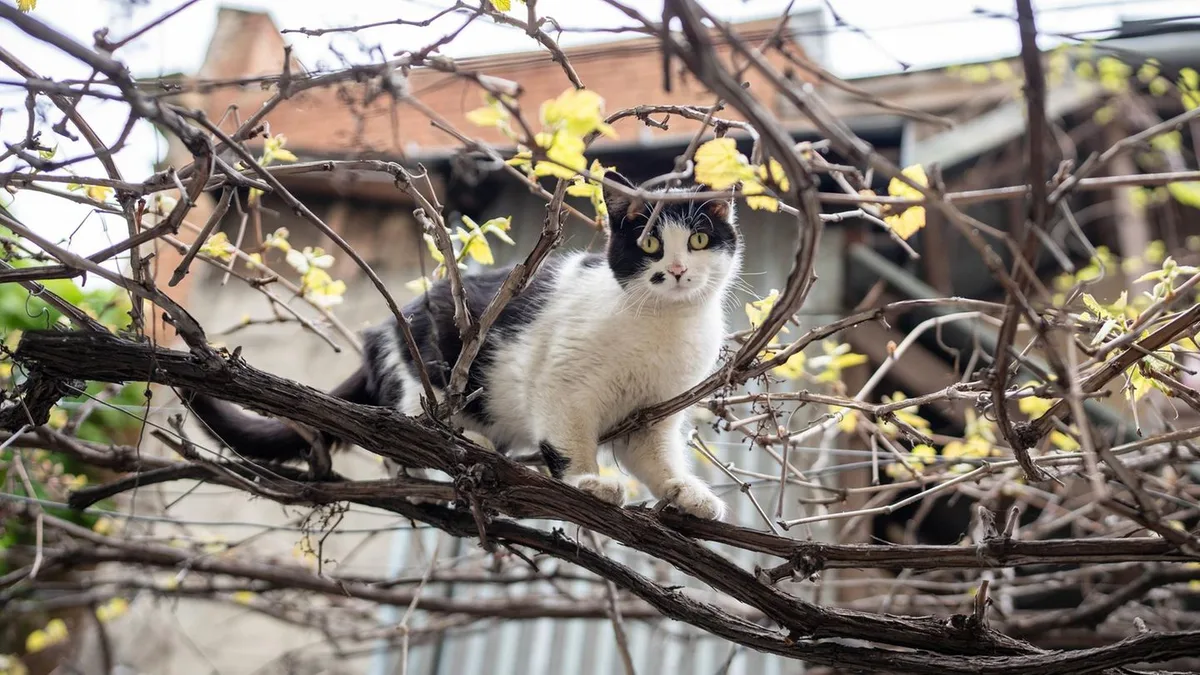 Meinung: Katzen aus dem Garten fernhalten? Vergesst es einfach!
