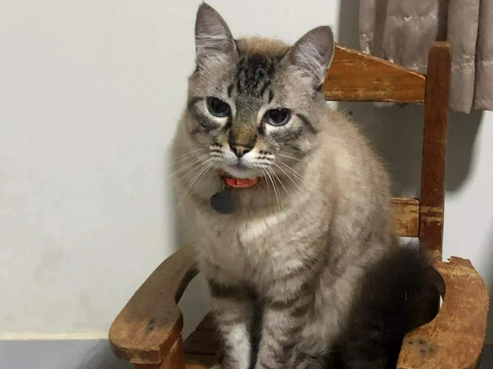 Gato de 11 anos desaparece durante obra no Santo Amaro