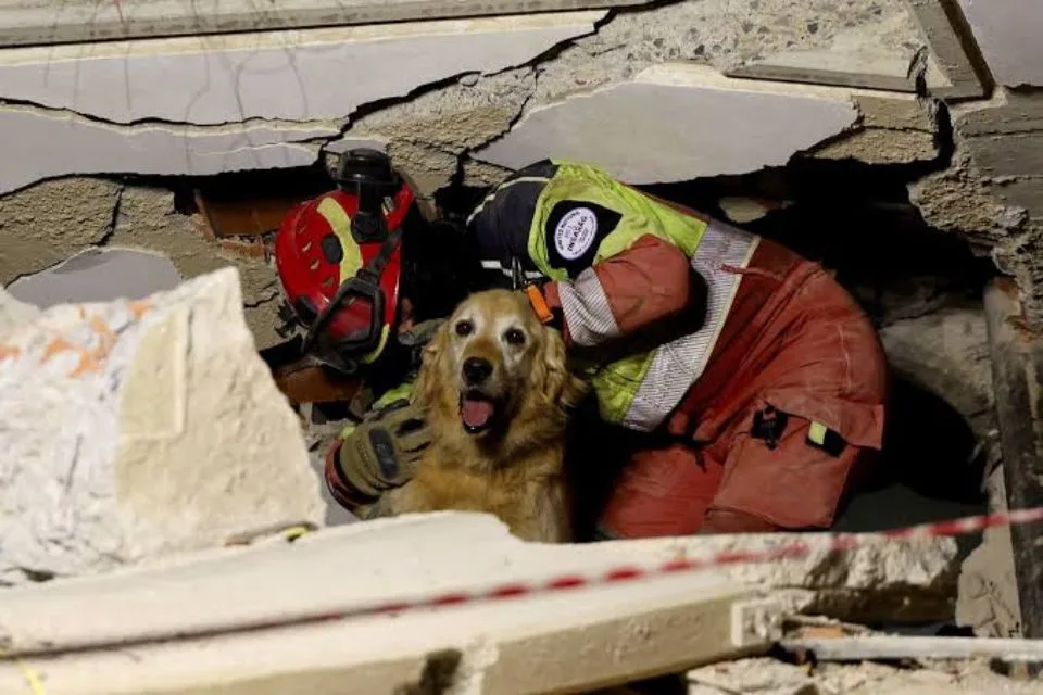 Más de 700 mascotas víctimas de los sismos esperan en La Guaira por una adopción
