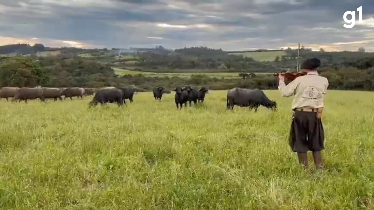 VÍDEO: ‘Encantador de búfalos’ toca violino para conduzir animais no RS
