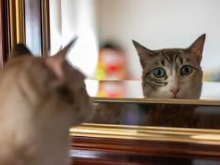 Quels sont les animaux capables de reconnaître leur reflet dans un miroir ?