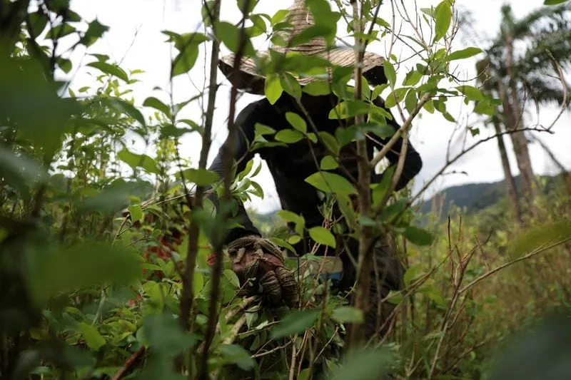 Encontraron trazas de cocaína en el agua de 5 ciudades colombianas: un informe rastrea la contaminación hasta China