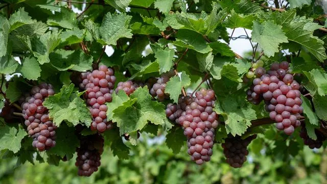 Weinlese: Winzer verliert Traubenladung: Straße wird zur Rutschbahn