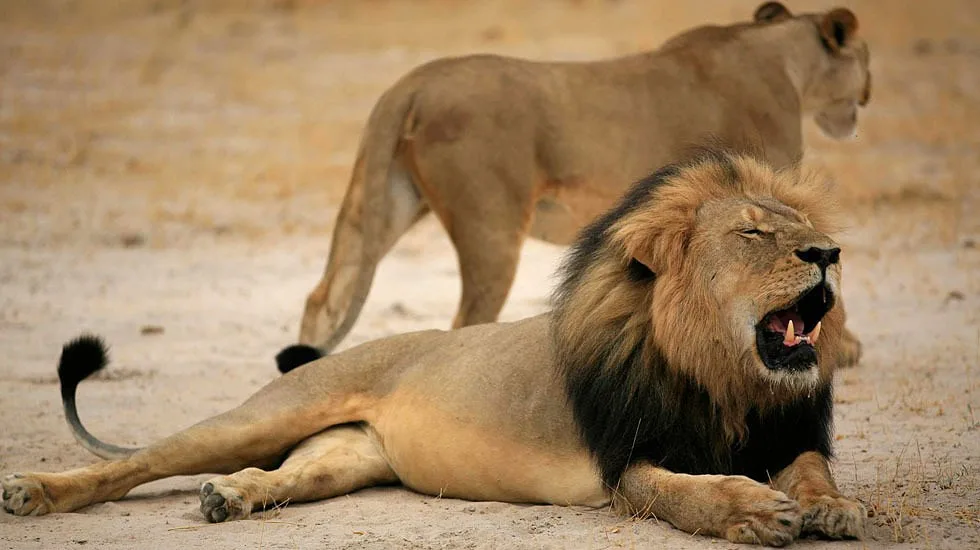 Leão à solta em Espanha? Avistamentos falsos de animais selvagens são mais comuns do que se pensa