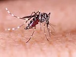 Two dead from brain-swelling mosquito disease West Nile virus that is surging across the US