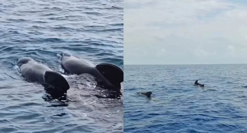 Momento mágico: Pescador grabó encuentro con ballenas piloto en las costas de La Guaira