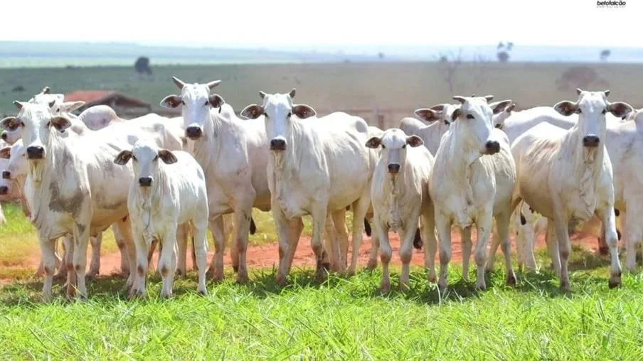 Boi gordo ganha força e pecuaristas miram preços acima de R$ 350