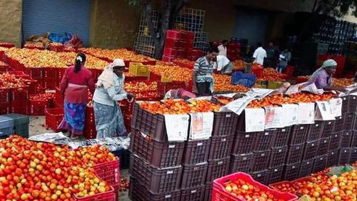 Tomato growers rue price crash, resort to road blockade in Annamayya district