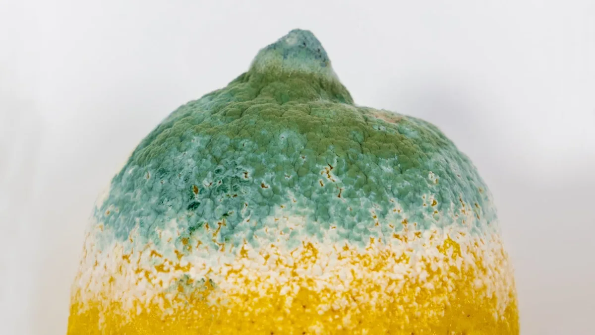 Si tenés un limón podrido, no lo tires: cómo reutilizarlo en el jardín para proteger tus plantas de las hormigas