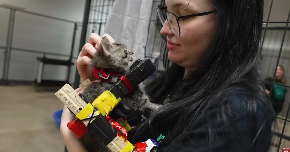Veterinarios y rescatistas celebran: Gelato, el gatito salvado que volvió a caminar por una silla de ruedas hecha con autos de juguete y cinta adhesiva, ya tiene familia