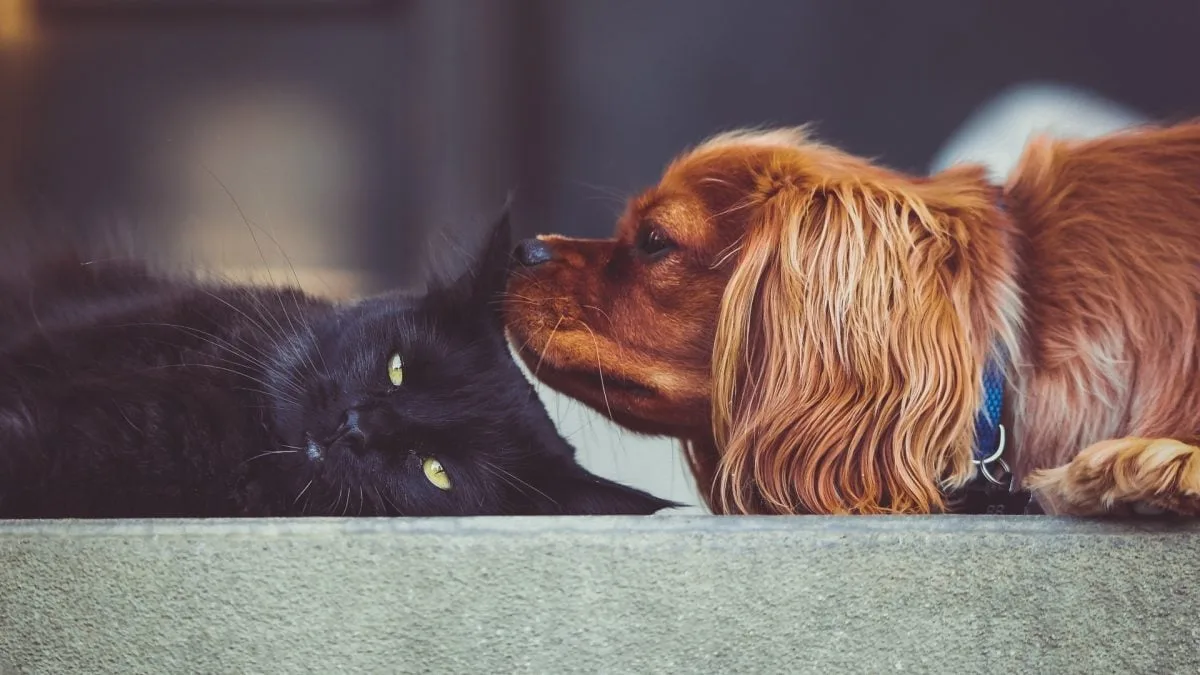 Projeto cria regras para doação e transfusão de sangue em cães e gatos