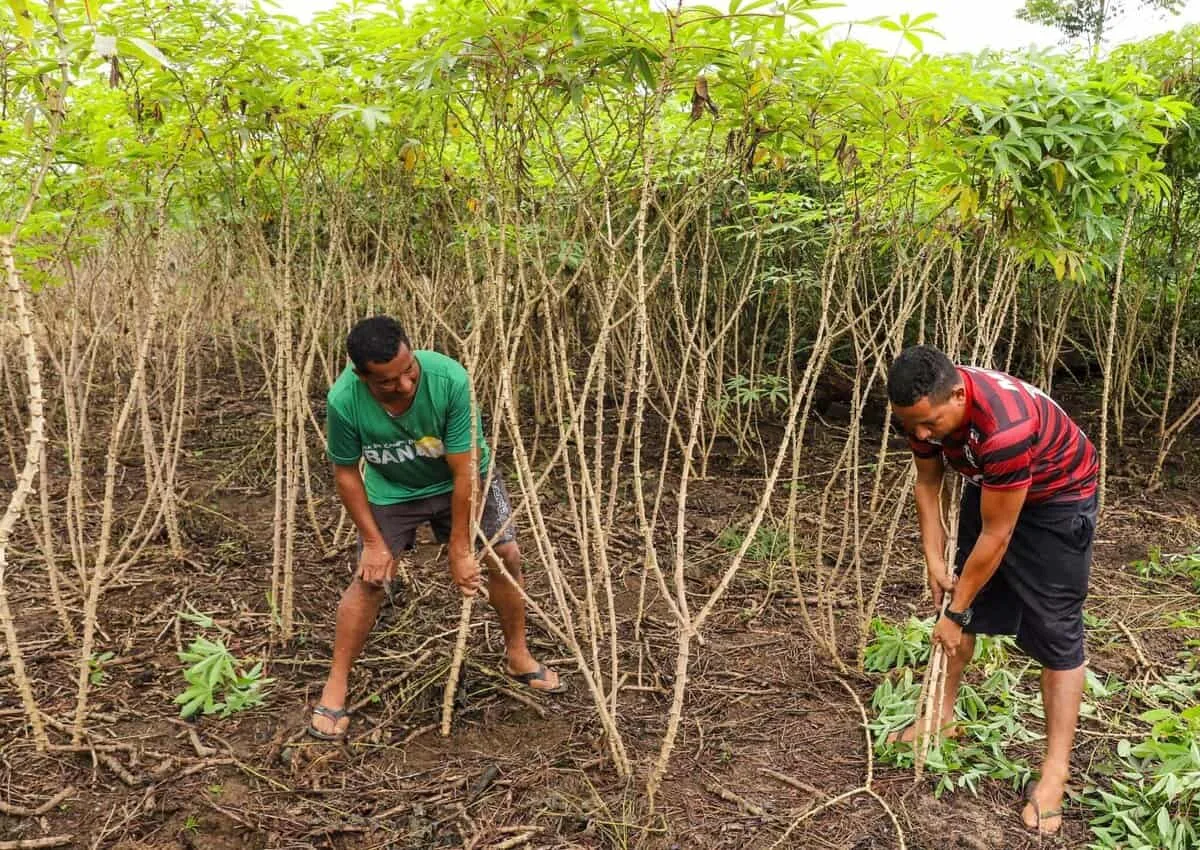 Produção de mandioca cai 36,5% em em Feijó, Jordão e Tarauacá