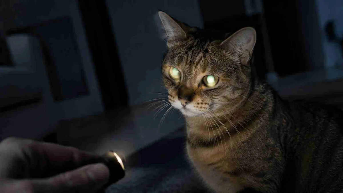 Por que os olhos dos gatos brilham no escuro quando recebem luz e qual estrutura escondida dentro deles produz esse efeito impressionante?