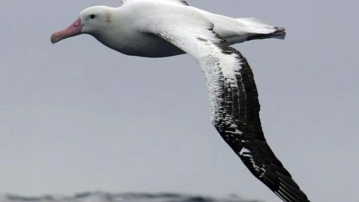 Birds of the high seas