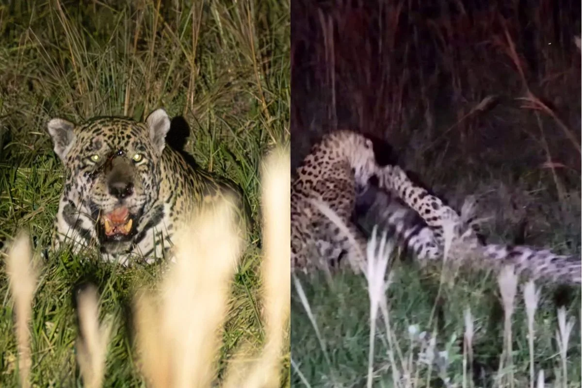 Machos de onça-pintada travam batalha sangrenta por fêmea no Pantanal; VÍDEO