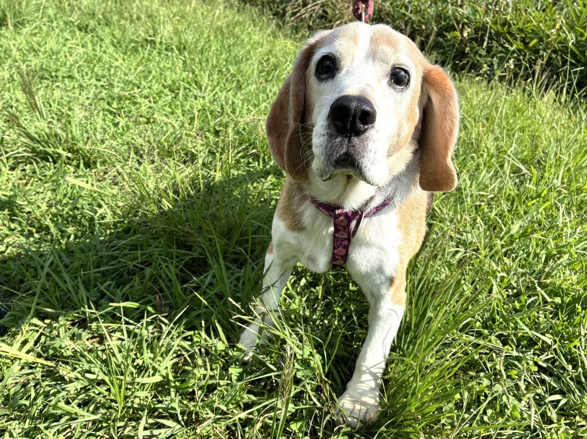 People-loving Autumn is ready for a new home