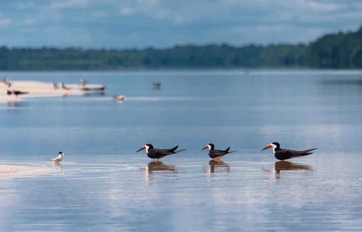 Conheça cinco locais para observar aves e outros animais no Amazonas