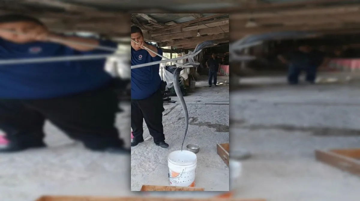 En Sabinas, capturan víbora de dos metros dentro de una casa