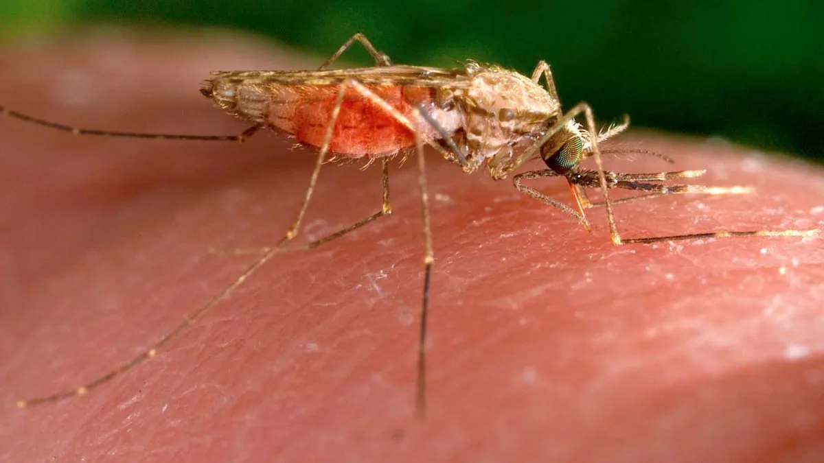 „Die lebensgefährlichste Variante von Malaria überhaupt“