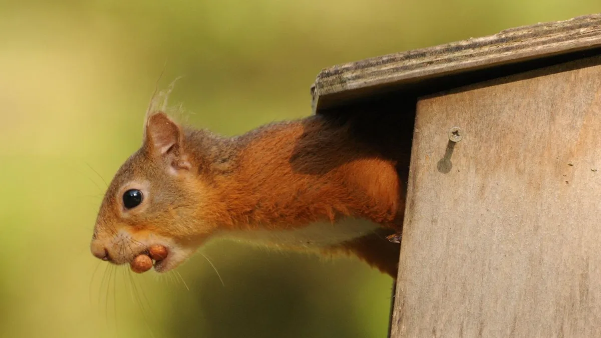 Waldbewohner im Garten: Wie man Kobel für Eichhörnchen richtig auswählt – ein Überblick zu Nisthilfen