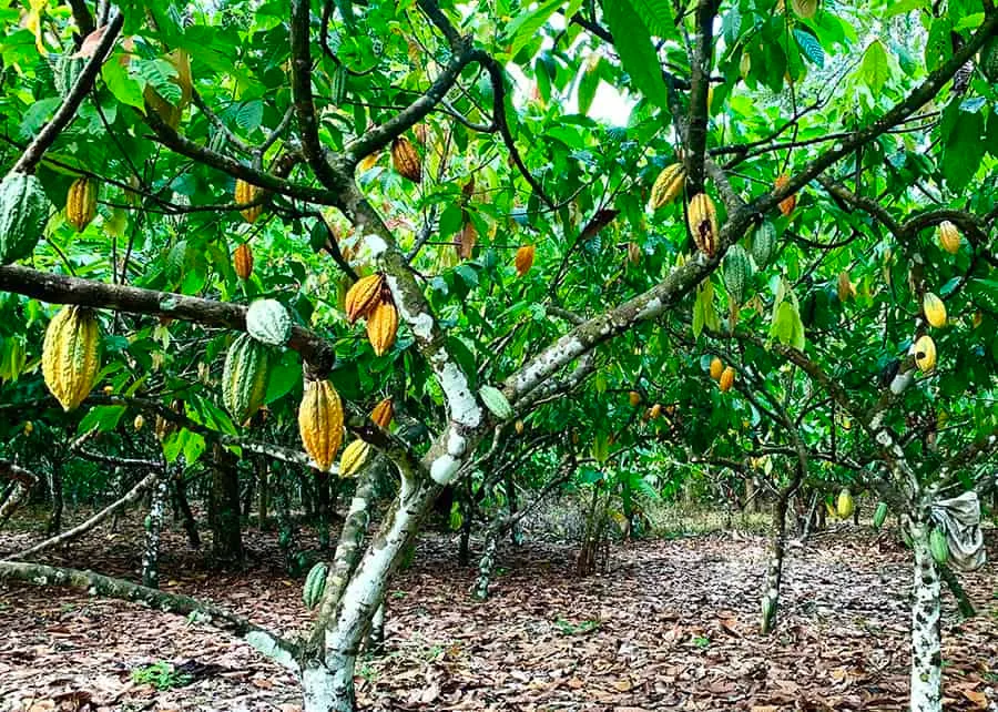 Mapeamento revela a geografia da produção de cacau na Amazônia