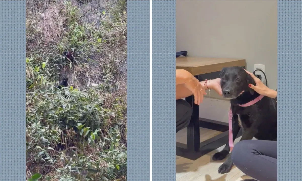 Cão é resgatado pelos bombeiros após cair de encosta na Zona Sul do Rio e ganha nome de Rapel