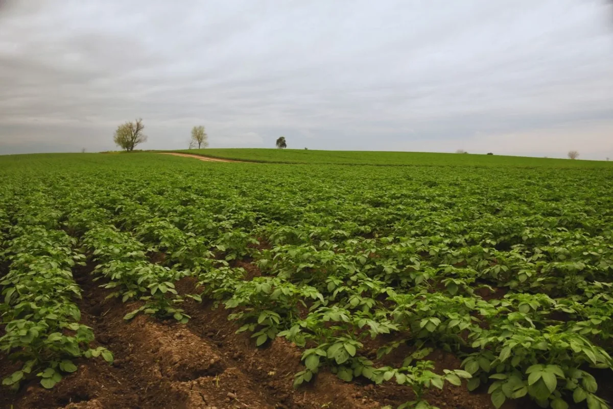 Ministerio de Agricultura comenzó a desmontar las Áreas de Protección para la Producción de Alimentos implementadas por el Gobierno Petro