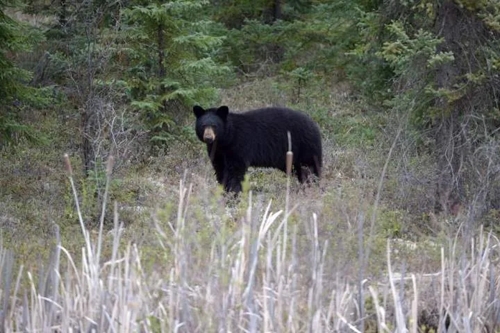 Woman airlifted to hospital after bear attack near Whistler, B.C.