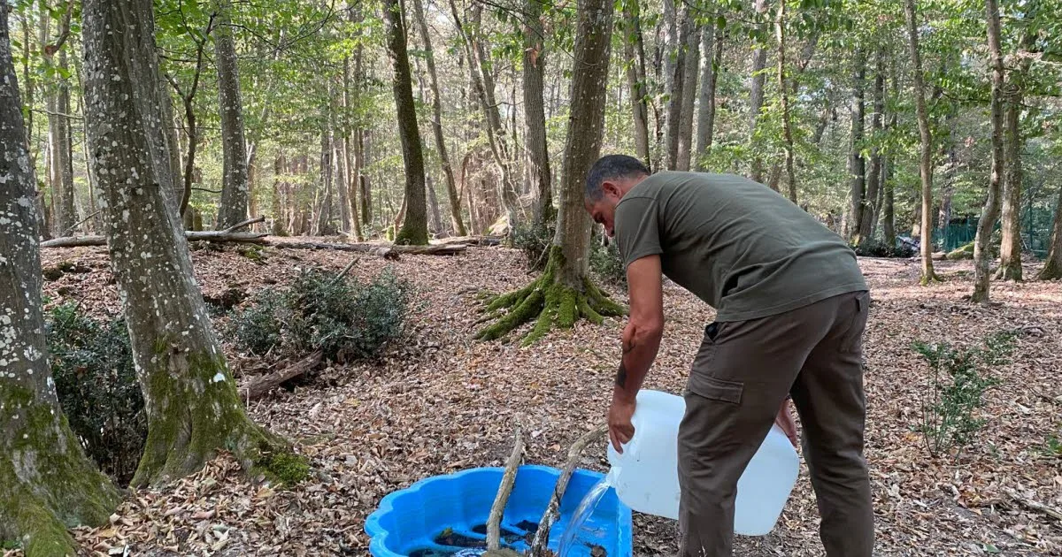 Incendie. « C'est la triple peine » : un mois après, les animaux de la forêt de Fontainebleau souffrent toujours