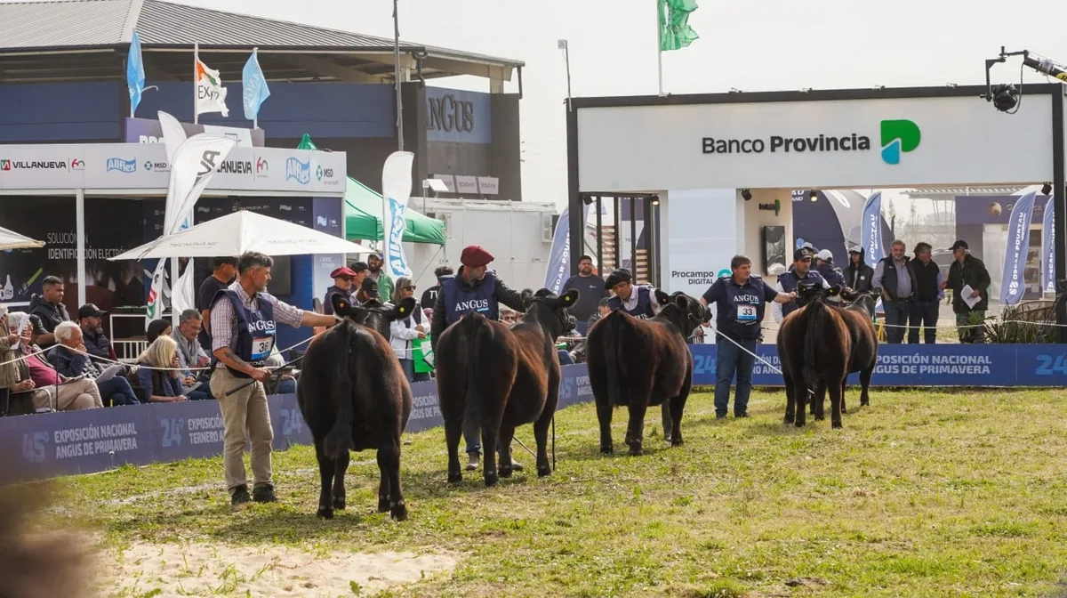 Cañuelas se prepara para recibir la máxima fiesta de la genética Angus