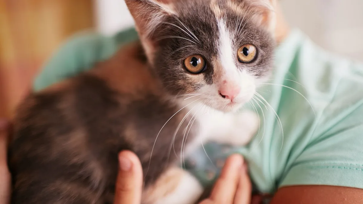 La psicología dice que los adultos no viven con gatos por empatía, sino por no rodearse de gente y estar acompañadas