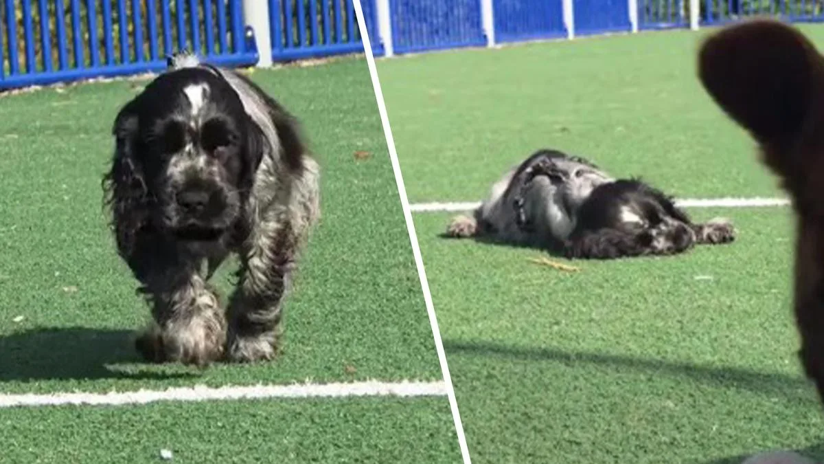 Gosta the narcoleptic cocker spaniel puppy melts hearts after collapsing mid-play in viral TikTok videos